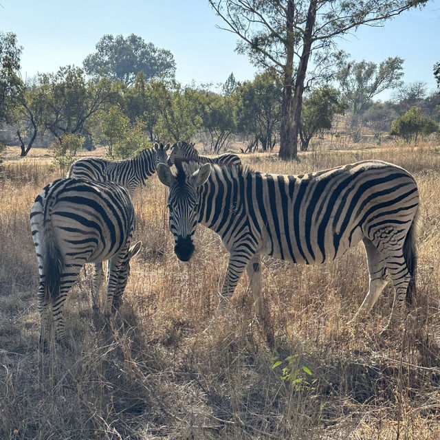 A Walk on the Wild-side (Cradle Moon, SA)