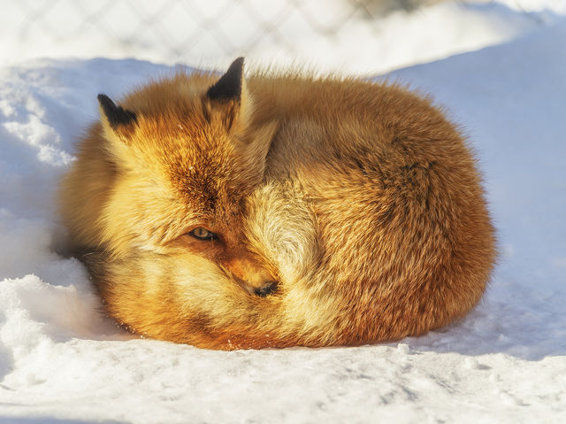 🦌【北海道の野生動物大暴露】👀🐾