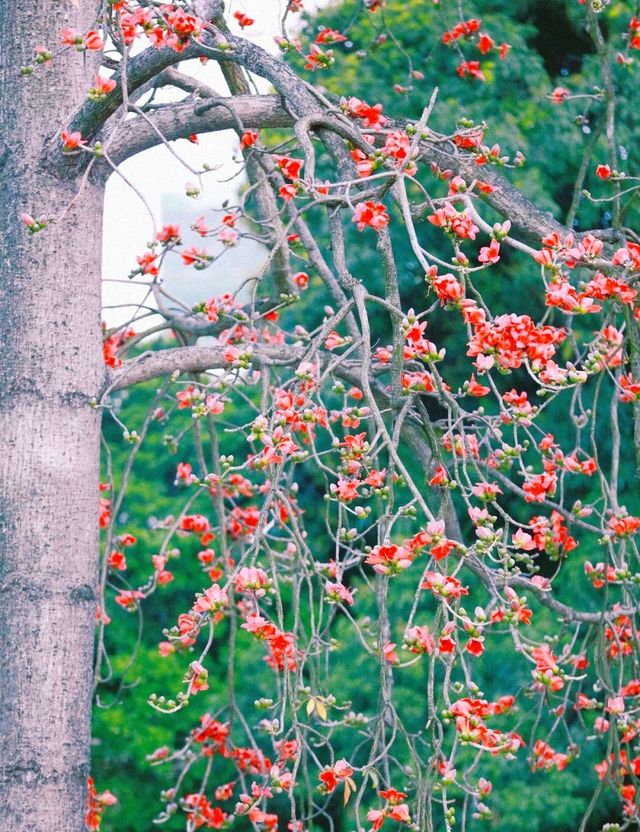 佛山遛娃好去處——免費寶藏公園中山公園！