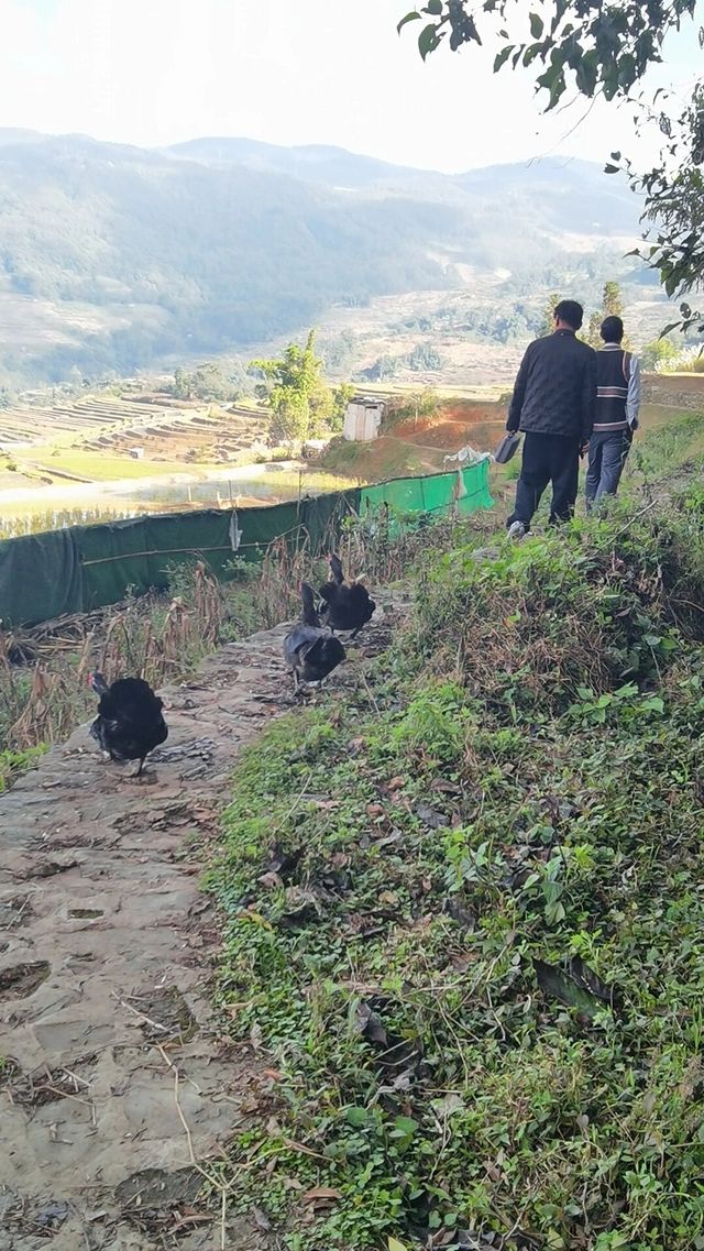 雲南元陽梯田五天旅遊攻略