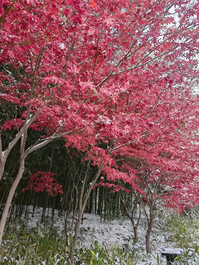 The snow scene of red maple in Zizhuyuan, I'm crying, it's too beautiful