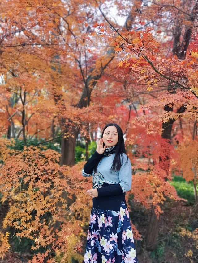 12/6實拍 中山植物園 紅楓崗 拍照機位分享