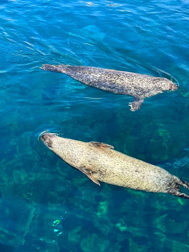 巴倫西亞海洋館 | 和海洋小動物親密接觸