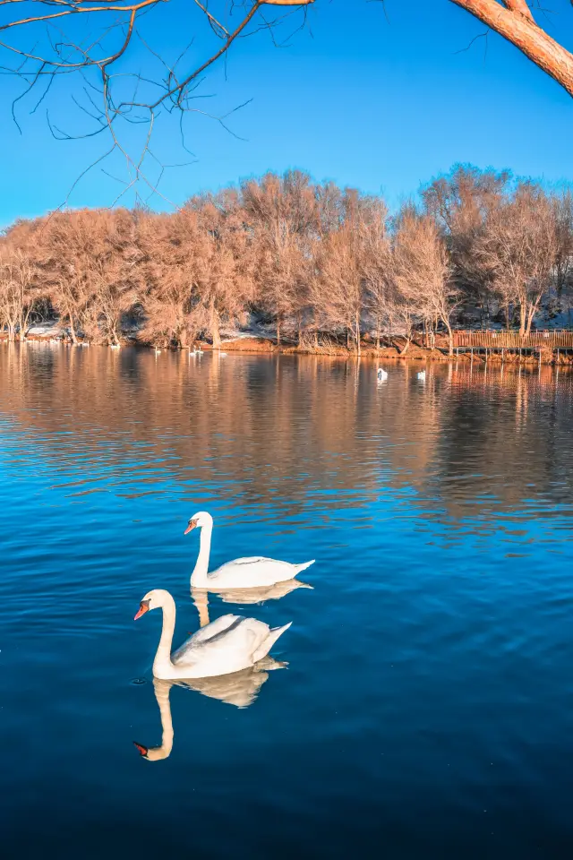 A morning double view of Swan Spring