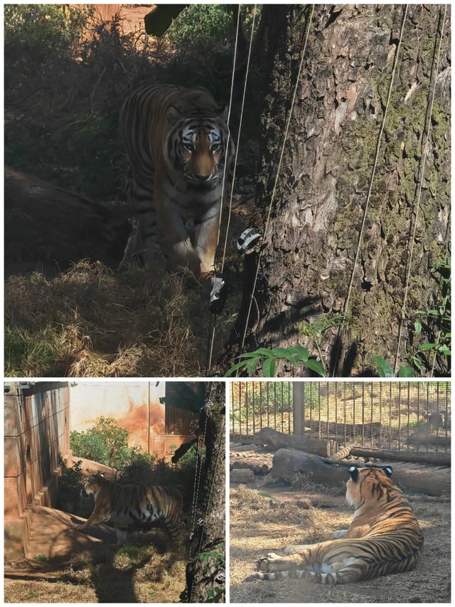 昆明動物園 | 這20塊花的超值