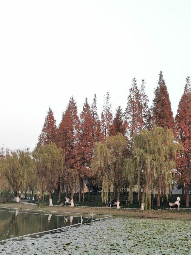 醉美深秋