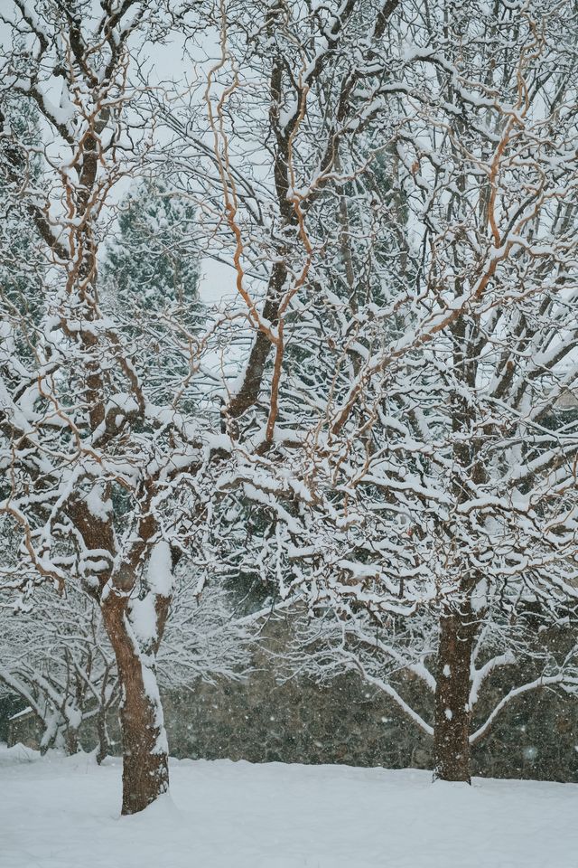 秦始皇陵大雪記