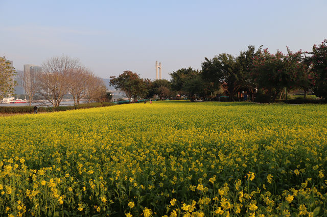 城市裡的金色油菜花海（二）