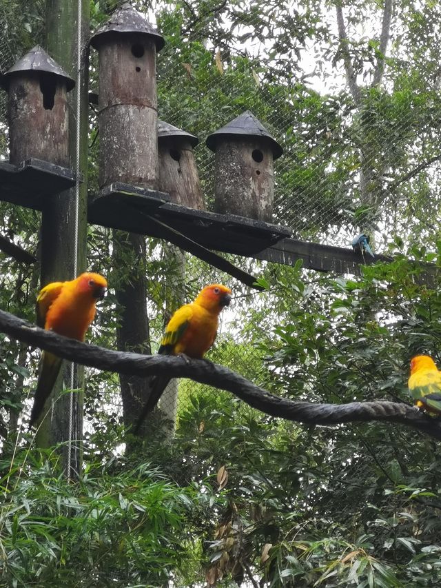 廣州長隆野生動物園——動物攝影的天堂