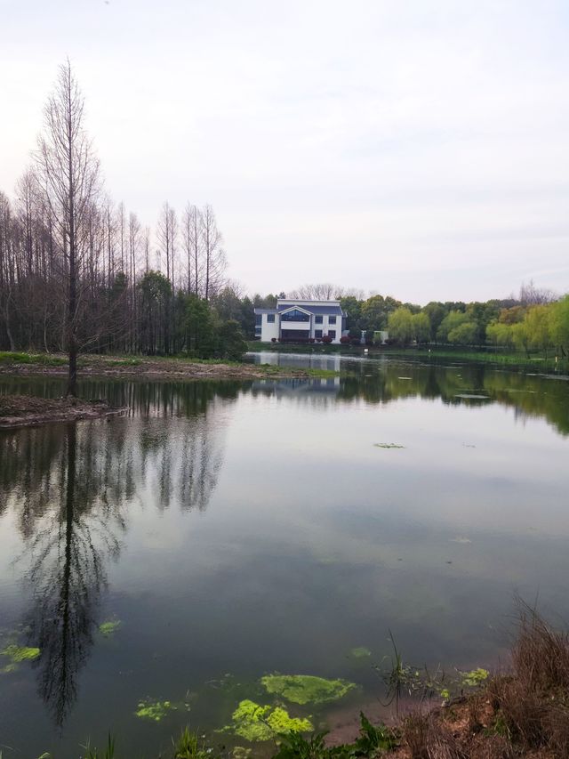金海濕地公園,上海的“地球之腎” 金海濕地公園,上海的“地球之腎”