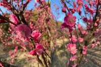 感受春天 - 閔行體育公園的早春梅花