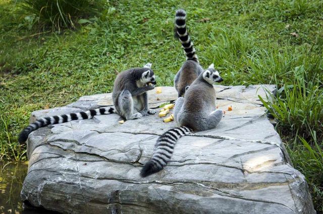 上海動物園遊玩攻略