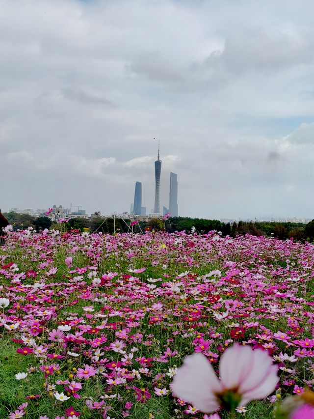 海珠湖有一片能與廣州塔同框的格桑花花田