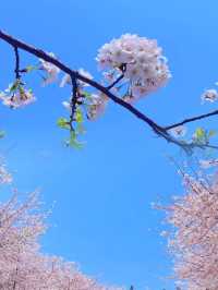錯過再等一年：貴州安順平壩的櫻花盛景