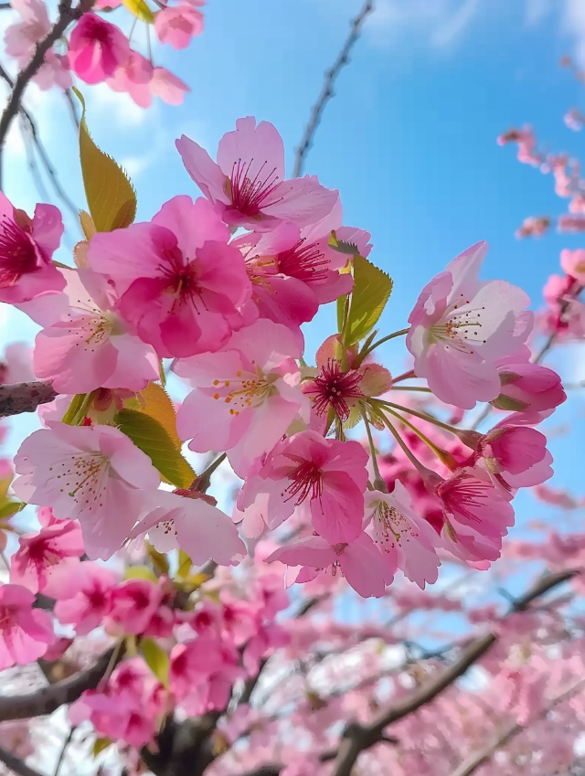 春日盛宴：三明清流賴坊櫻花盛景