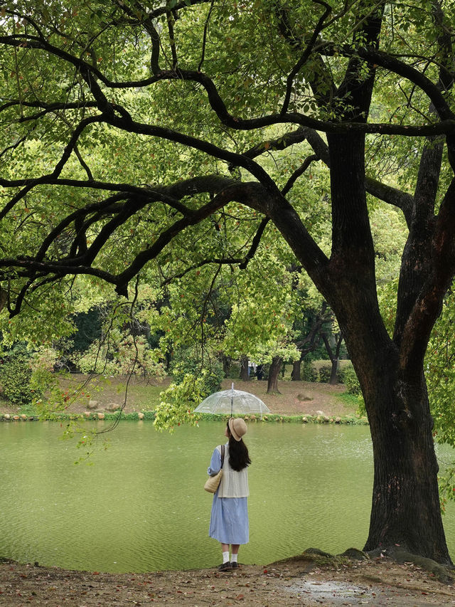 不是西雙版納！是廣州！下雨天的植物園好絕