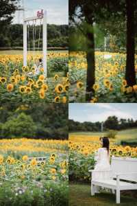 🌻The sunflower's final blooming period❗️Miss it and wait a year❗️
