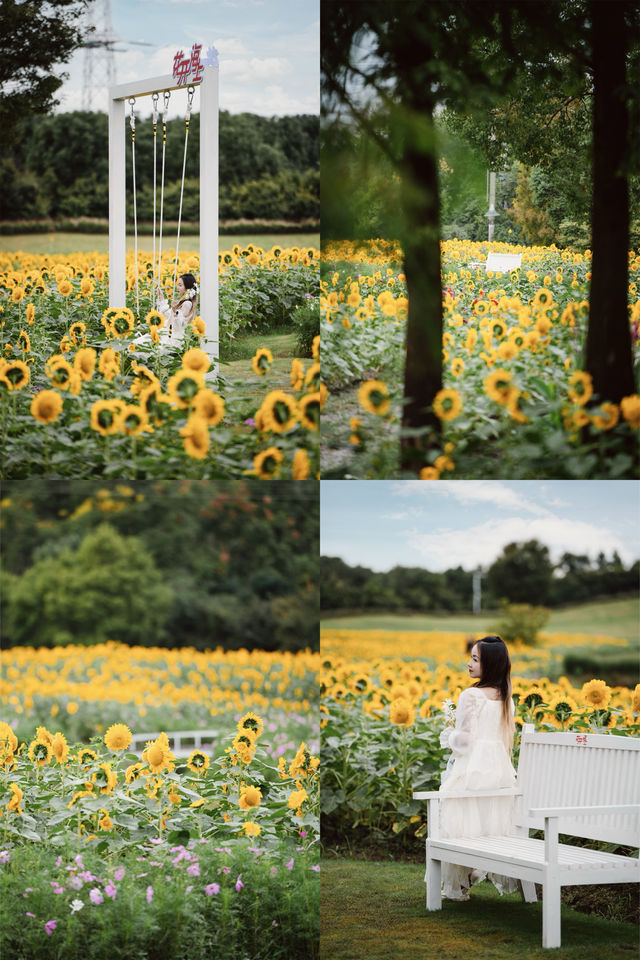 🌻The sunflower's final blooming period❗️Miss it and wait a year❗️