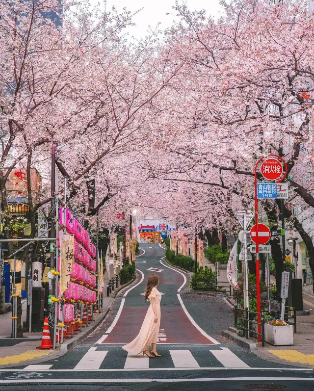 東京の桜✨🌸
