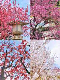 春日必去！西安興慶公園，帶你穿越千年尋古韻