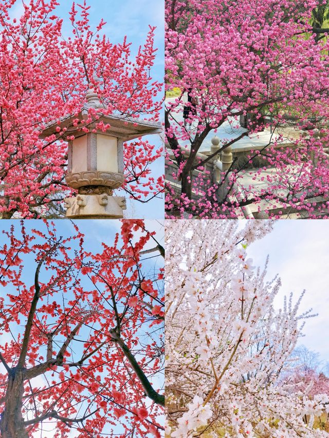 春日必去！西安興慶公園，帶你穿越千年尋古韻