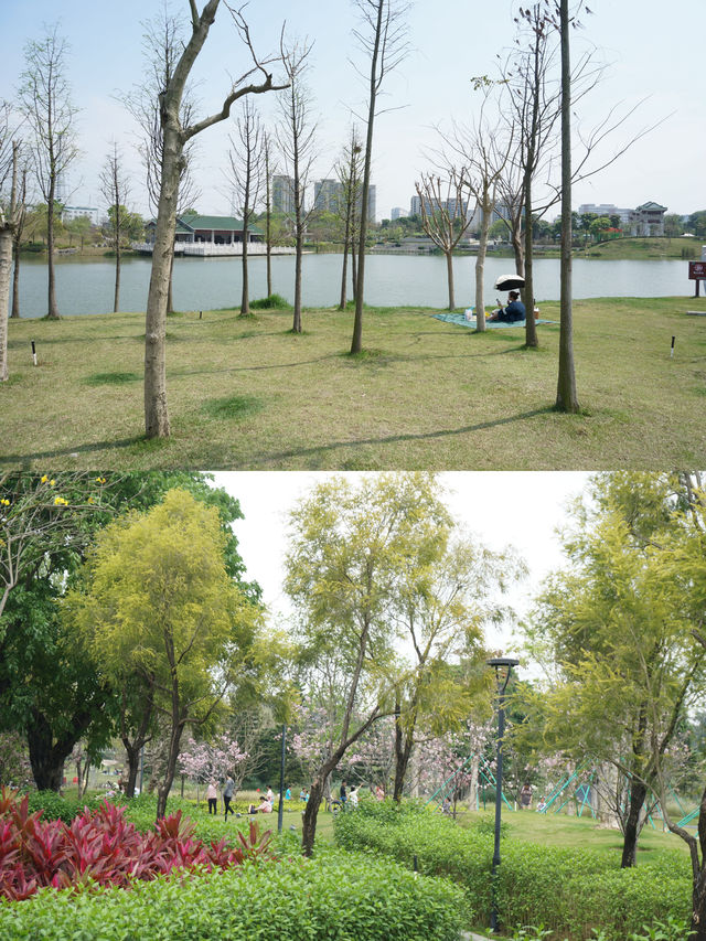 佛山這免費公園、遛娃露營櫻花喂動物