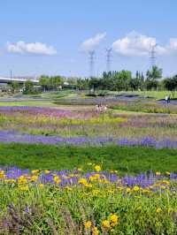 呼和浩特的大黑河郊野公園，馬鞭草花海之約！