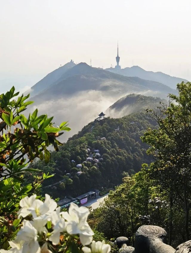 深圳梧桐山