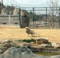 江蘇徐州九頂山野生動物園去親近大自然