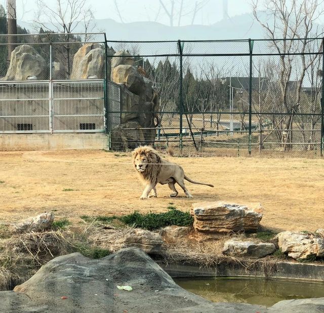 江蘇徐州九頂山野生動物園去親近大自然