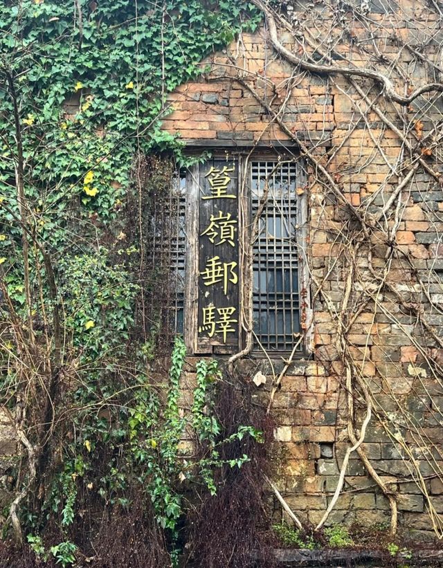 三月賞花去篁嶺，萬畝油菜花海