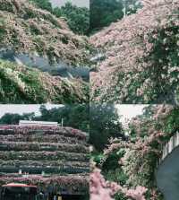深圳「小花園」可以讓你出大片哦
