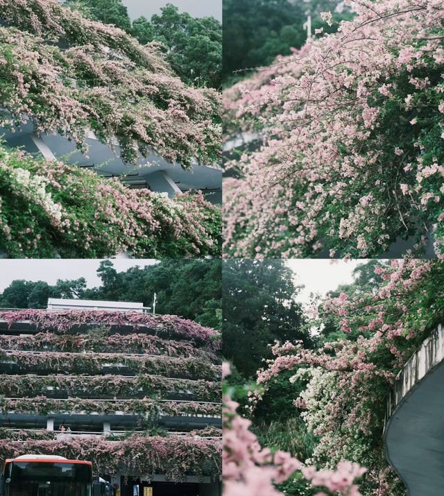 深圳「小花園」可以讓你出大片哦