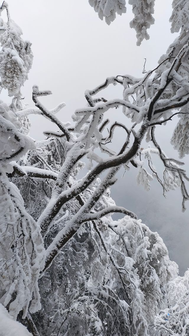 走啊！上春山～光雾山展示真正的“春山雪”