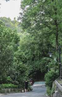 城市山林隱逸：不出市區，直面龍井茶園