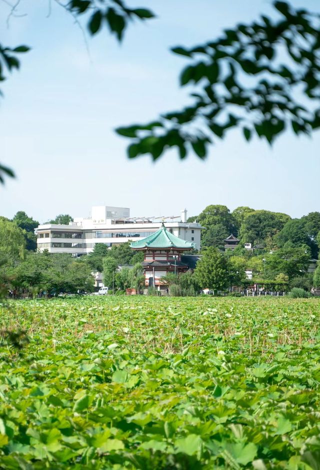 東京丨上野公園