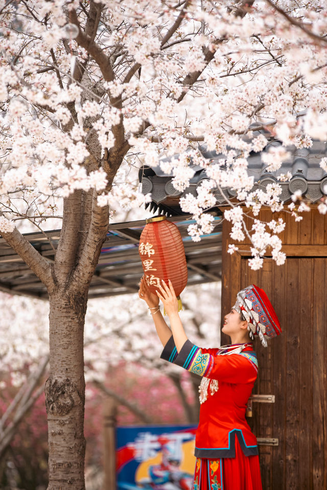 春天如此美麗，你看過錦里溝的櫻花嗎
