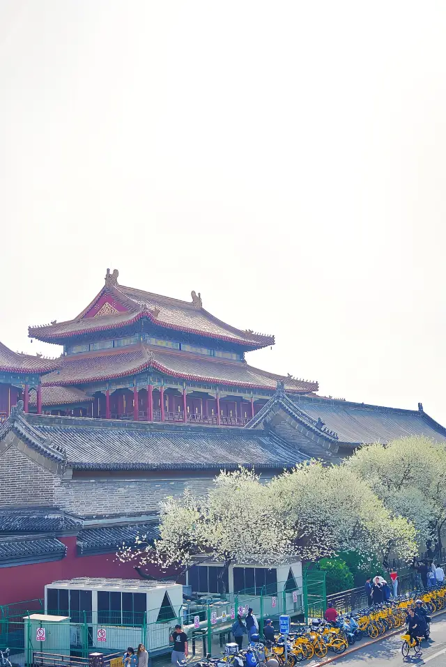 The green peaches of Yonghe Palace are in bloom, let's take a look from a different angle