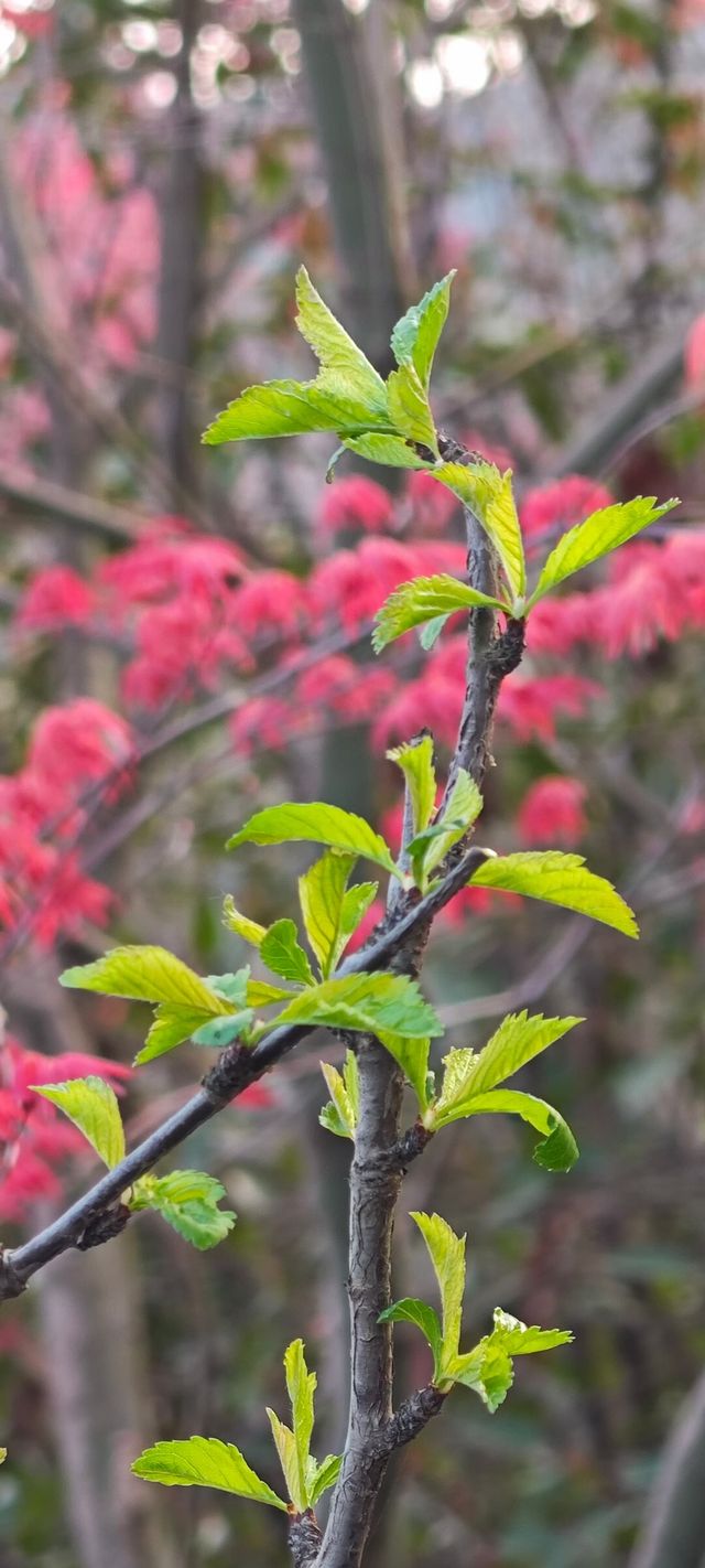 浮山公園越來越美咯