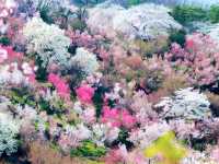 Sakura Hidden Paradise of Hanamiyama