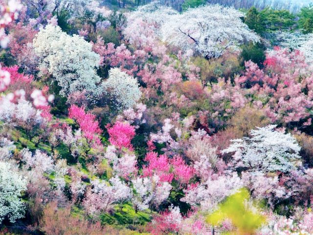 Sakura Hidden Paradise of Hanamiyama