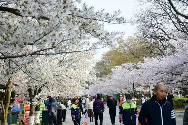 青島中山公園邀您來賞櫻花