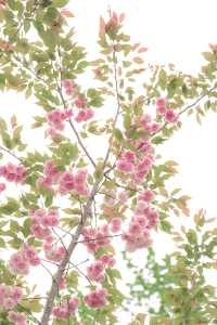 櫻花樹下站誰都美，我的愛給誰都熱烈