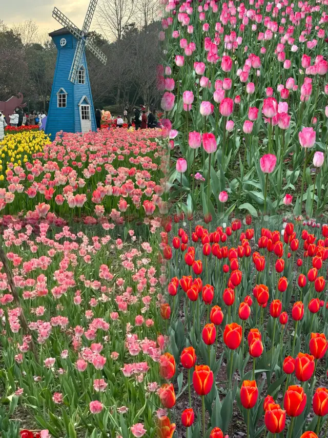 Hurry up, it's gorgeous! Chongqing Zoo Tulip Photography Guide||
