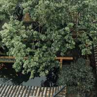 春天打卡東莞可園