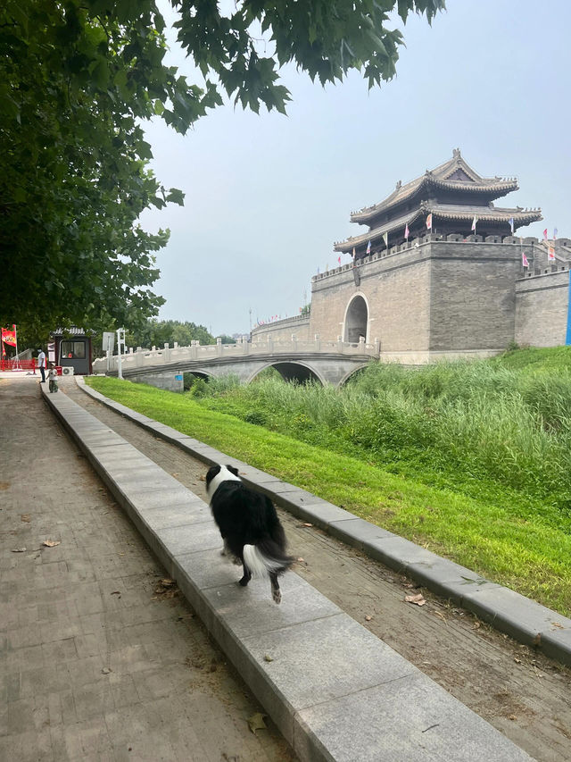 出門遛狗|天津一個不被人知的北塘古鎮
