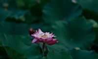 天津夏日賞荷好去處—天津水上公園。