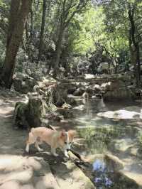 大口國家森林公園奇遇記