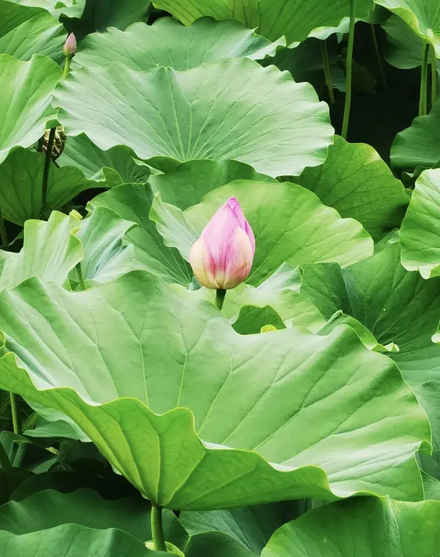 เมืองเผิงไหล: สระบัวโบราณเป่าติ้ง