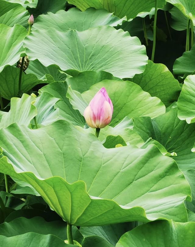 城市蓬萊：保定古蓮花池